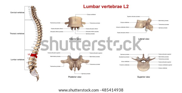 Lumbar Vertebrae L2 3d Illustration Stock Illustration 485414938 ...