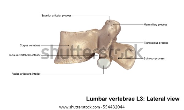 Lumbar Vertebrae L3 Lateral View 3d Stock Illustration 554432044