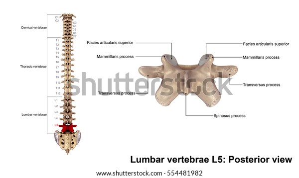 Lumbar Vertebrae L5 Posterior View 3d Stock Illustration 554481982