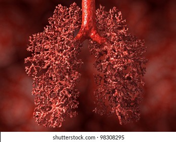 Lung, Alveoli Visible