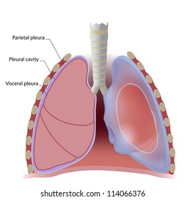 Lung Pleura And Pleural Cavity Anatomy