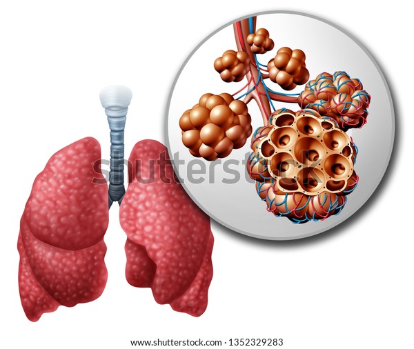 Pulmonary Alveoli Diagram