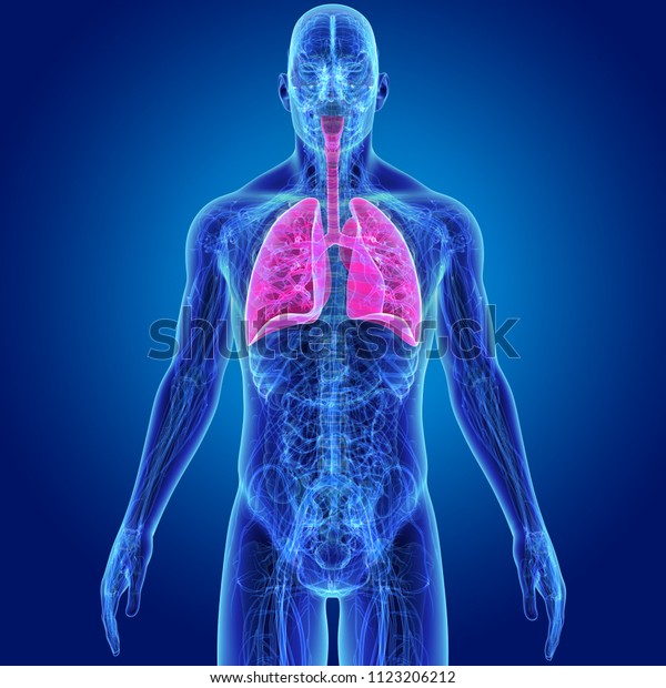 Lungs Anatomy Anterior View 3d Illustration Stock Illustration ...