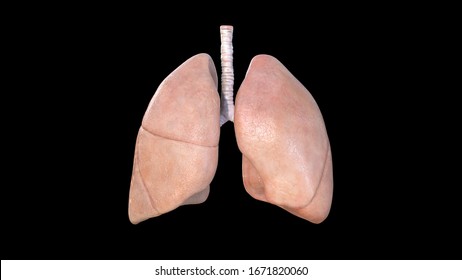 Lungs Anatomy, Human Respiratory System,lungs 3d, pneumonia, coronavirus, covid-19,cancer, Autopsy medical concept. Cancer and smoking problem. 3d rendering, ecmo