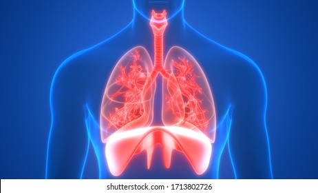 Lungs Diaphragm Part Human Respiratory System Stock Illustration ...