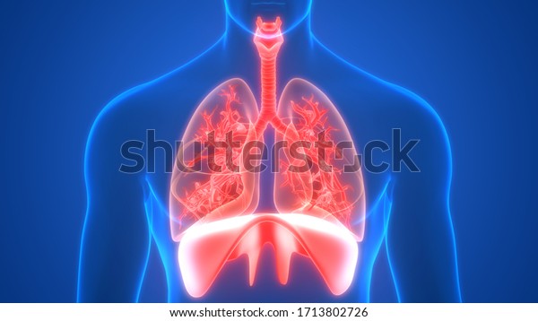 Lungs Diaphragm Part Human Respiratory System Stock Illustration 1713802726