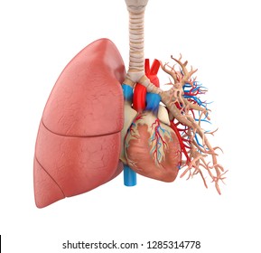 Lungs And Heart Anatomy Illustration. 3D Rendering