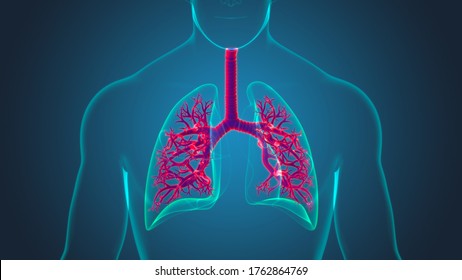 3d Illustration Human Respiratory System Anatomy Stock Illustration ...