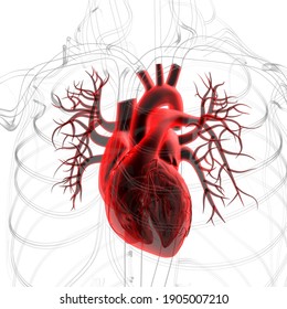 Lungs Human Respiratory System Anatomy Medical Stock Illustration ...