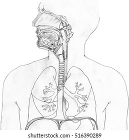 Lungs Respiratory System Cutaway View Showing Stock Illustration ...