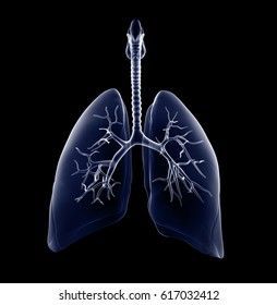 Lungs Xray; 3d Illustration