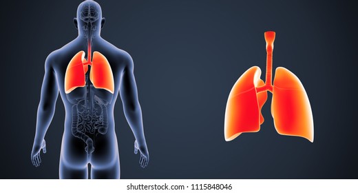 Lungs Zoom Organs Posterior View 3d Stock Illustration 1115848046 ...