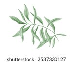 Lush eucalyptus or oleander foliage. Watercolor abstract leaves. Green olive. Illustration of branch. Botanical element for design of Valentines day, birthday, mothers day card, wedding Invitation.