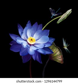 Luxury purple Lotus close    up isolated black background  Two dragonflies flying over Lotus flower