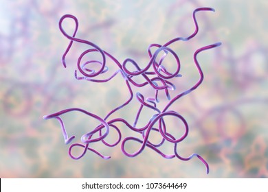 Lyme disease bacteria, Borrelia burgdorferi, 3D illustration