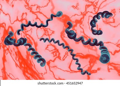 Lyme Disease Borreliosis Disease Borrelia 3D Rendering