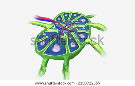 The Lymph Node Cross Section 3D rendering