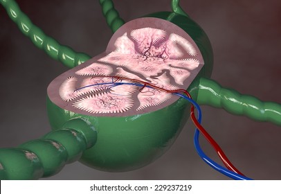 Lymph Node Section 3d Anatomy