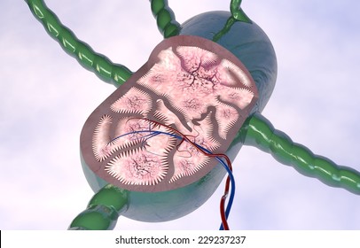 Lymph Node Section 3d Anatomy