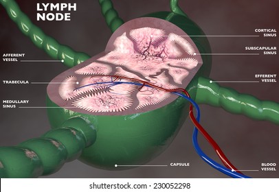 Lymph Node Section 3d Anatomy