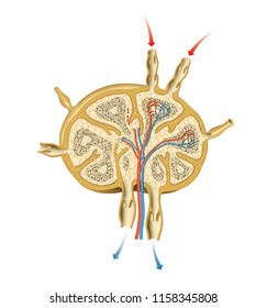 Lymph Node Structure Illustration