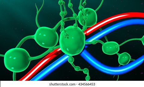 7 624 Lymph Node Images Stock Photos Vectors Shutterstock 7 624 Lymph Node Images Stock Photos Vectors Shutterstock