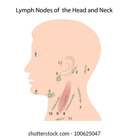 17 Parotid lymph nodes Images, Stock Photos & Vectors | Shutterstock