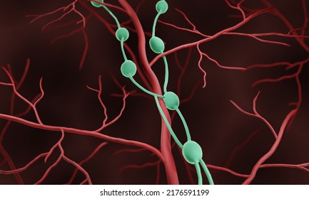 Lymph Nodes In Human Body, 3d Illustration