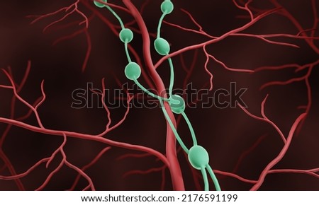 Lymph nodes in human body, 3d illustration