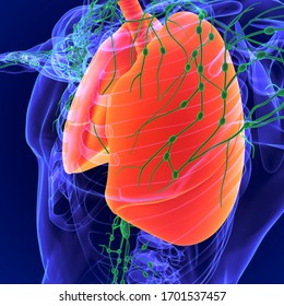 Lymph Nodes Widely Present Throughout Body Stock Illustration ...