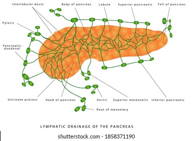 Vektor Stok Pancreas Lymphatic Drainage Anatomy Histology Pancreas (Tanpa  Royalti) 1832204137 | Shutterstock