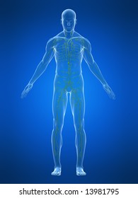 Lymphatic System Stock Illustration 13981795 | Shutterstock