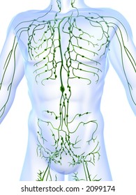 Lymphatic System