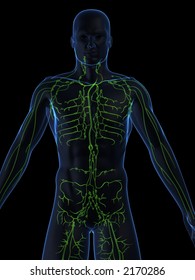 Lymphatic System Stock Illustration 2170286 | Shutterstock