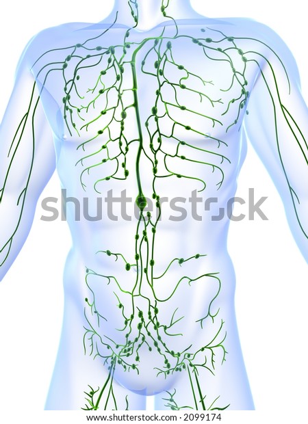 Lymphatic System Stock Illustration 2099174 