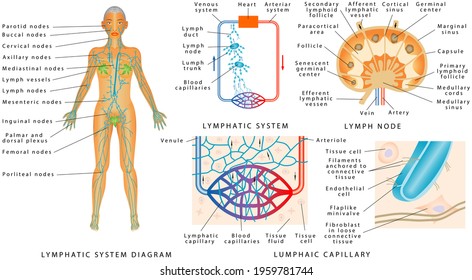 Lymphatic System - Lymphatic Diagram In Human. Structure Of A Lymph Node - Organ Of The Lymphatic System. 