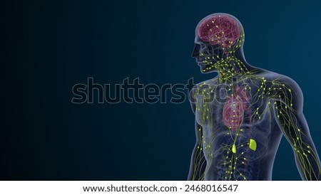Lymphatic system of the human body 3d illustration