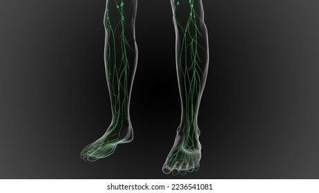 Lymphatic system is a network of delicate tubes throughout the body, It drains fluid 3D