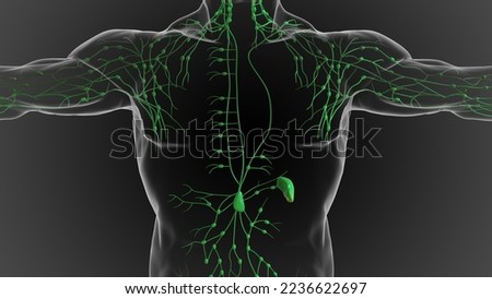 Lymphatic system is a network of delicate tubes throughout the body, It drains fluid 3D illustration