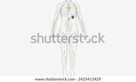 The lymphatic system is a network of delicate tubes throughout the body  3d illustration