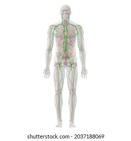 lymphatic system organs