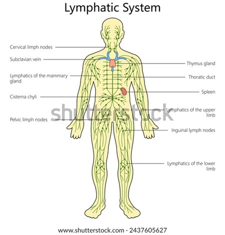Lymphatic system structure diagram hand drawn schematic raster illustration. Medical science educational illustration