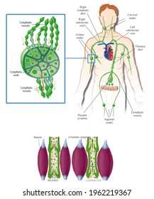 Lymphatic System Structure Human Lymphatic System Stock Illustration