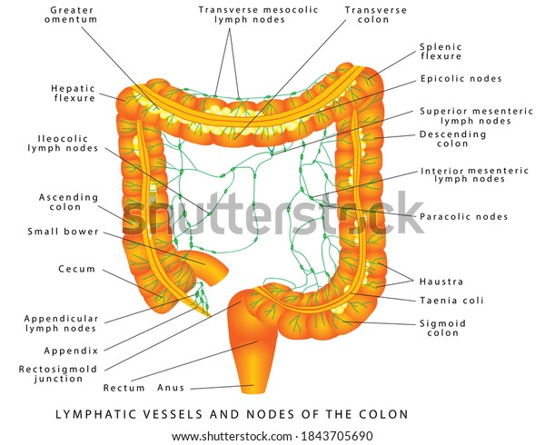 Lymphatic Vessels Lymphatic Vessels Nodes Colon Stock Illustration ...