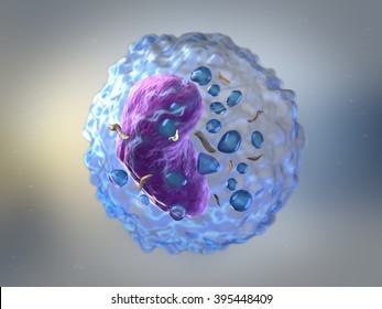 Lymphocytes are white blood cells or leucocytes in the human immune system consisting of B and T cells which form antibodies for immunity and natural killer cells which fight viruses and tumours
