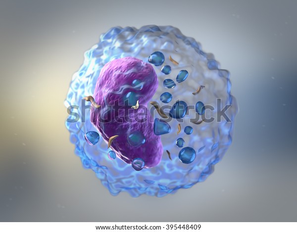 Lymphocytes are white blood cells or leucocytes\
in the human immune system consisting of B and T cells which form\
antibodies for immunity and natural killer cells which fight\
viruses and\
tumours
