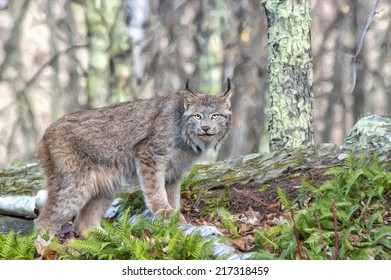 Lynx In Northern Minnesota Forest