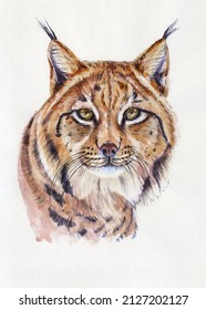 Lynx portrait. Artwork watercolor illustration. Hand drawn animal on white