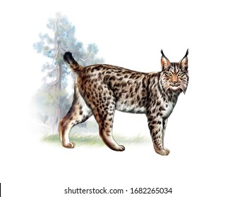 Siberian lynx Images, Stock Photos & Vectors | Shutterstock