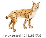 Lynx watercolor isolated on white background. Hand drawing big wild cat, Cute Animal of Europe, Asia and America clipart